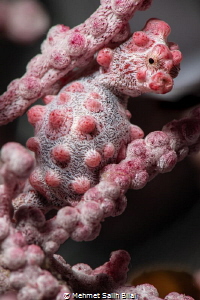 Pregnant bargibandi pygmy seahorse. by Mehmet Salih Bilal 